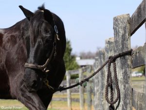 Video: How to Tie a Safety Release Knot