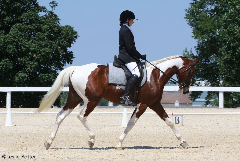 Pinto half-Arabian horse competing in dressage