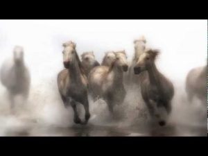 The White Horses of Camargue