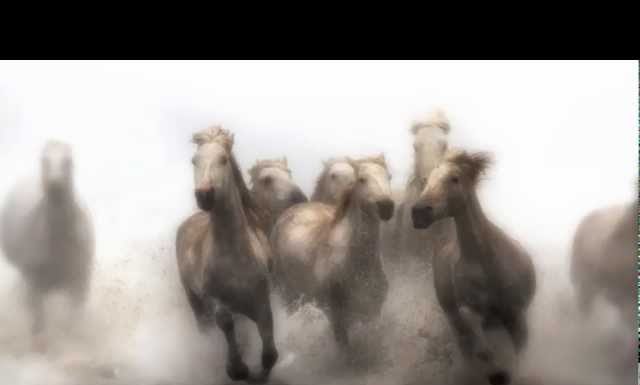 White Horses of Camargue