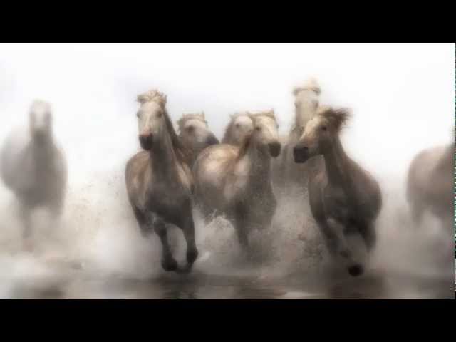 The White Horses of Camargue