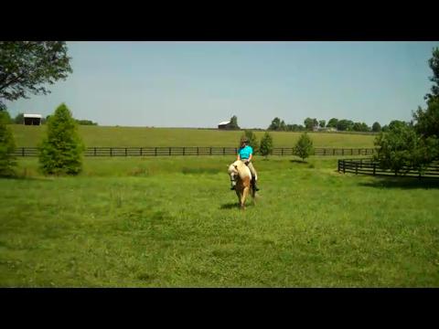 Haflinger video still