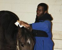 Volunteer Mikhail Proctor grooming a horse at the Kentucky Equine Humane Society