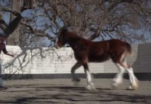 Budweiser Clydsdale ad named Super Bowl’s top commercial by USA TODAY Budweiser Clydesdales