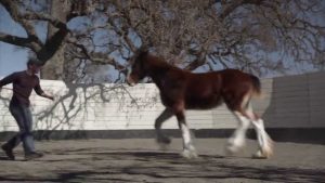Budweiser Clydsdale ad named Super Bowl’s top commercial by USA TODAY