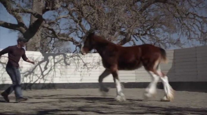 Budweiser Clydesdales