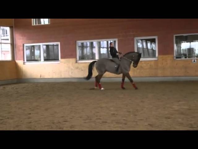 Video of the Week: Bareback Dressage with Isabell Werth