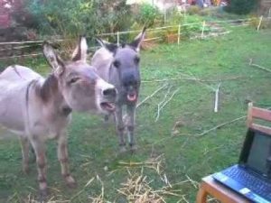 Featured Video: Donkey Singalong