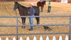 Video of the Week: Cat Attacks Horse