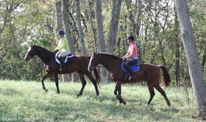 Starting Over With Off-the-Track Thoroughbreds