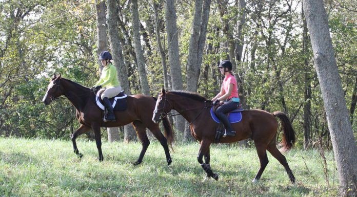 Thoroughbred horses trail riding