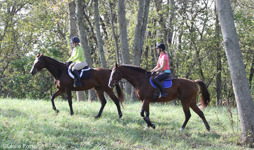 Thoroughbred horses trail riding