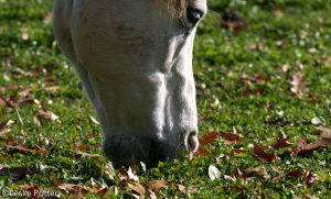 Safe autumn grazing for horses