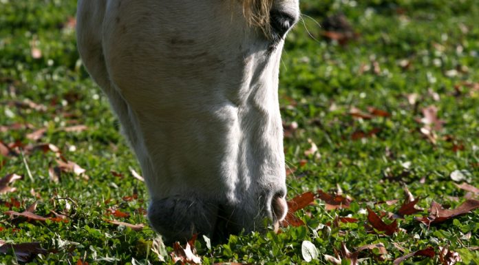 Closeup of a horse grazing in fall