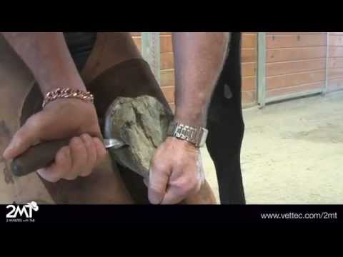 horse white line disease