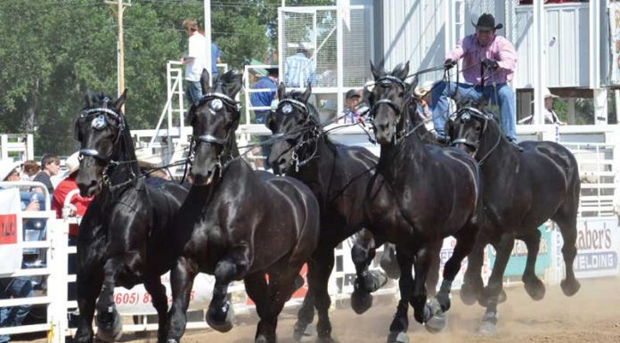Percheron Thunder hitch