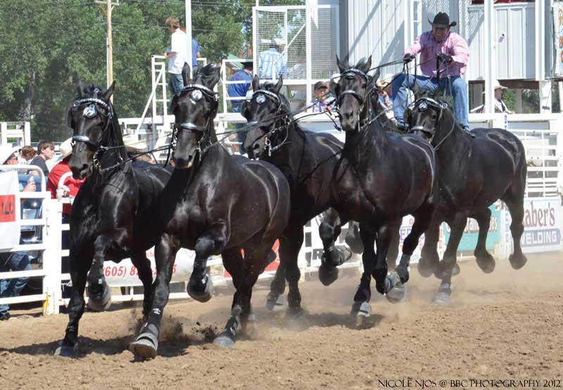 Percheron Thunder hitch