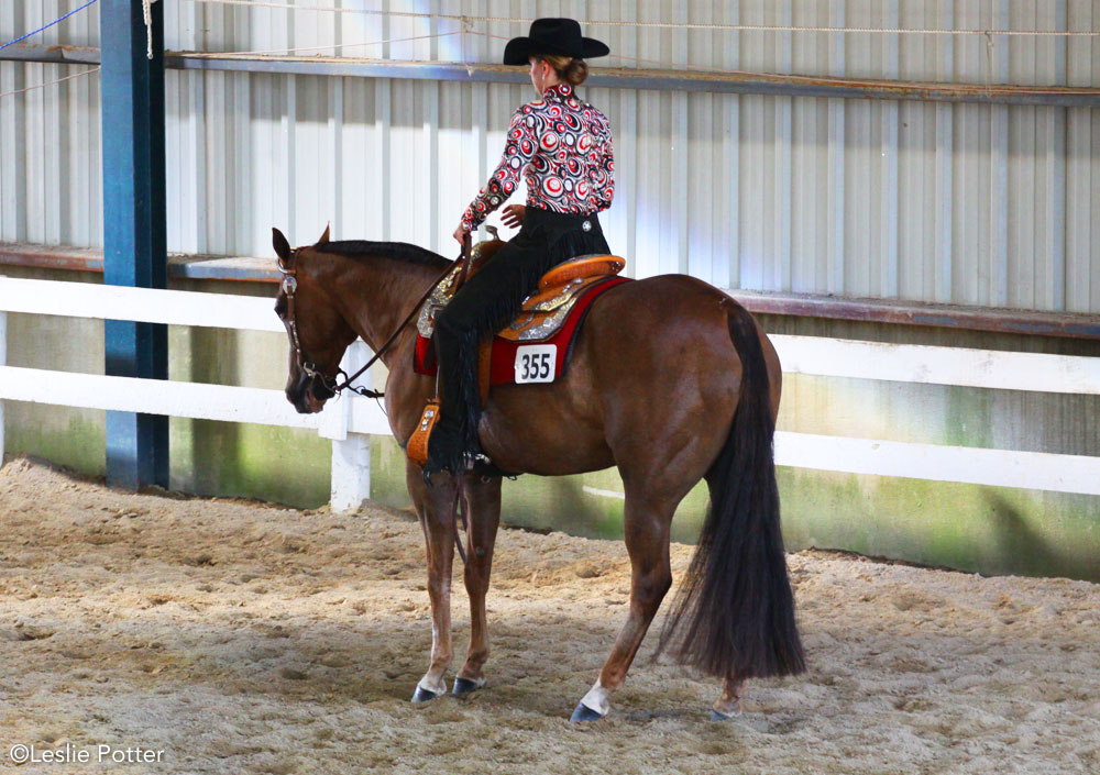 Western show horse at a halt