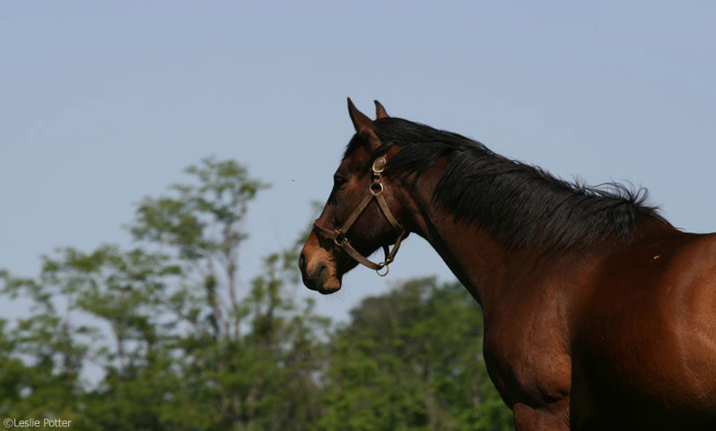 Thoroughbred Horse in a field