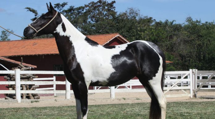 Side view of a pinto Mangalarga Marchador mare's conformation