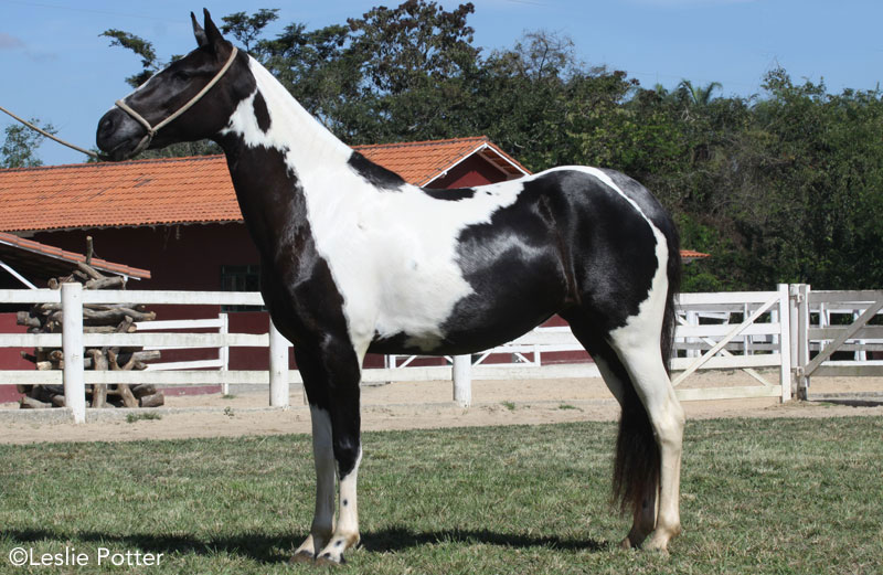 Side view of a pinto Mangalarga Marchador mare's conformation