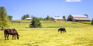 Horses in a field at a boarding stable