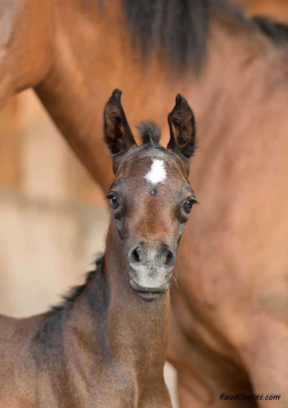 Alert bay foal