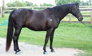 How to Bling Out Your Horse Safely