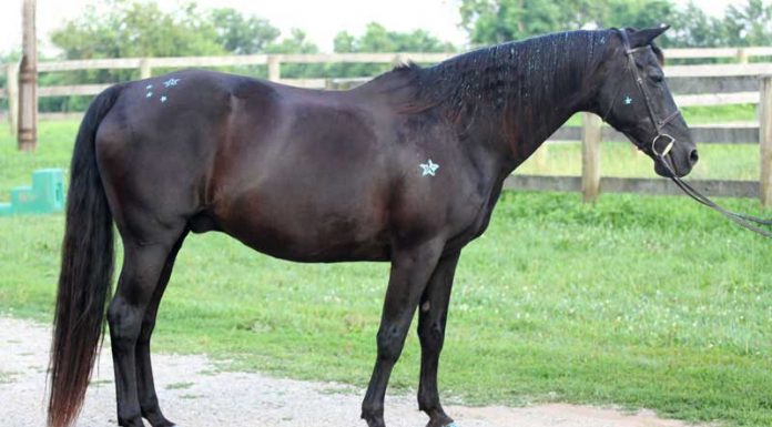 horse with glitter paint