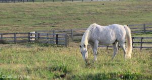 Ask the Vet: Preventing Laminitis
