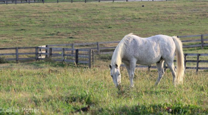 Grazing senior horse
