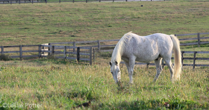 Grazing senior horse