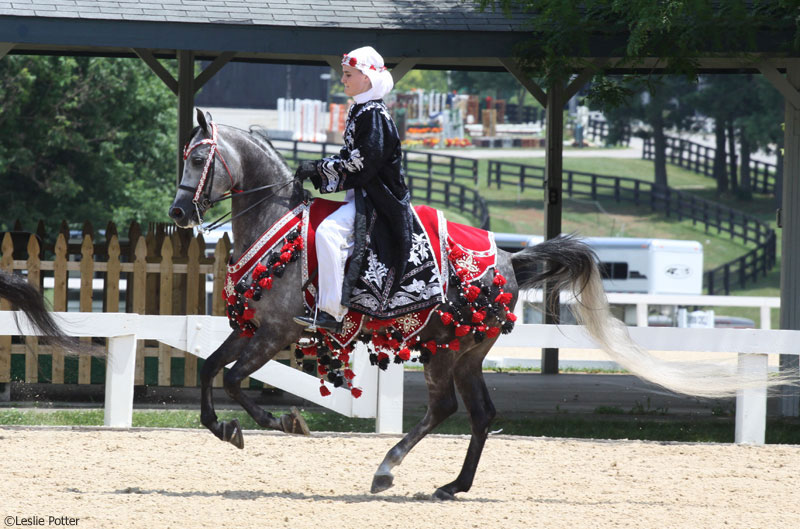 Horse and rider competing in an Arabian Native Costume Class