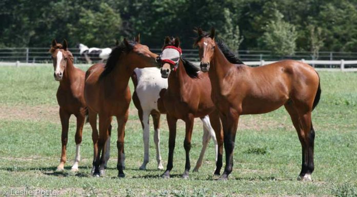horses playing with a fly mask