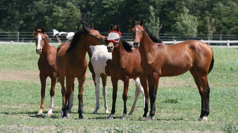 Horses playing with a fly mask