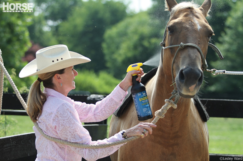 A woman applying fly spray to a horse for fly control