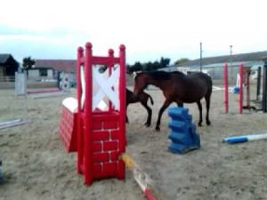 Featured Video: Show Jumping Prospect