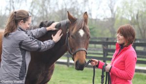 Alternative Therapies for Horses