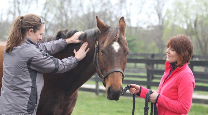 Equine massage therapist working on a horse