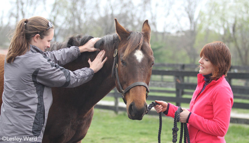 Equine massage therapist working on a horse
