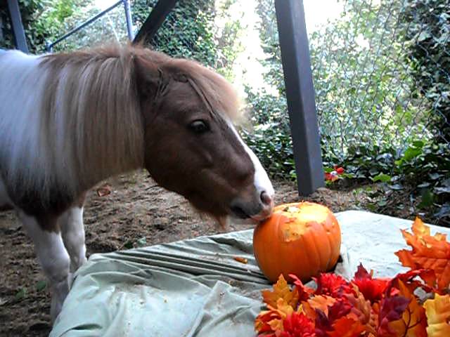 Featured Video: Mini Horse Carves Pumpkin