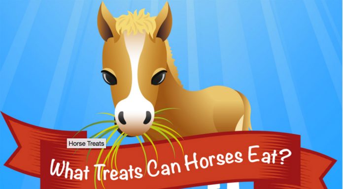 What Treats Can Horses Eat?