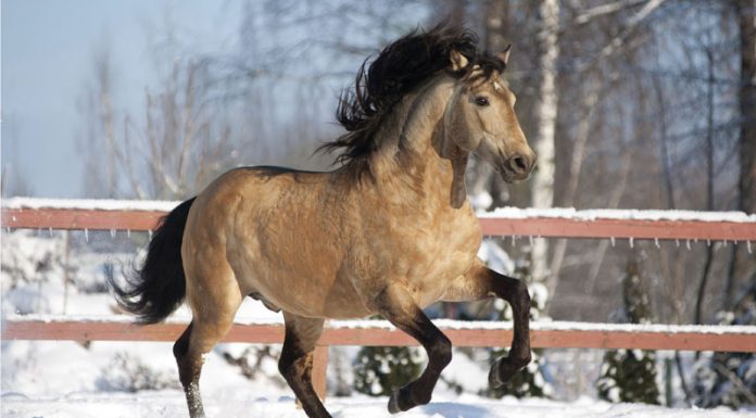 buckskin lusitano horse in the snow