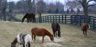 Rescue horses eating hay in winter