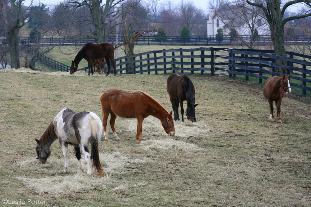 Rescue horses eating hay in winter