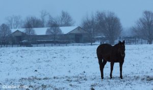 13 Tips to Make Winter Barn Chores Less Miserable