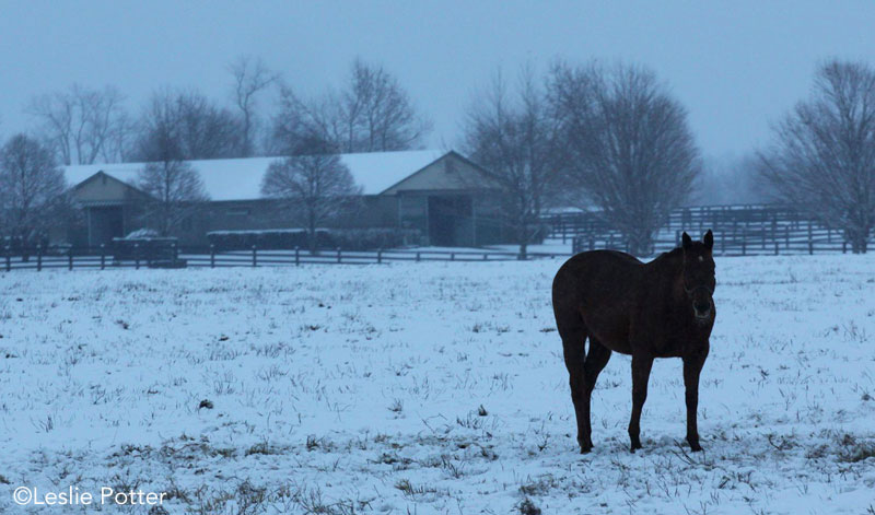 Horse farm in the winter