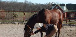 Allowing a horse to investigate a potentially scary item