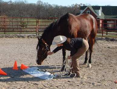 Allowing a horse to investigate a potentially scary item