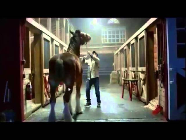 Budweiser Clydesdales and Lost Puppy Star in 2015 Super Bowl Commercial